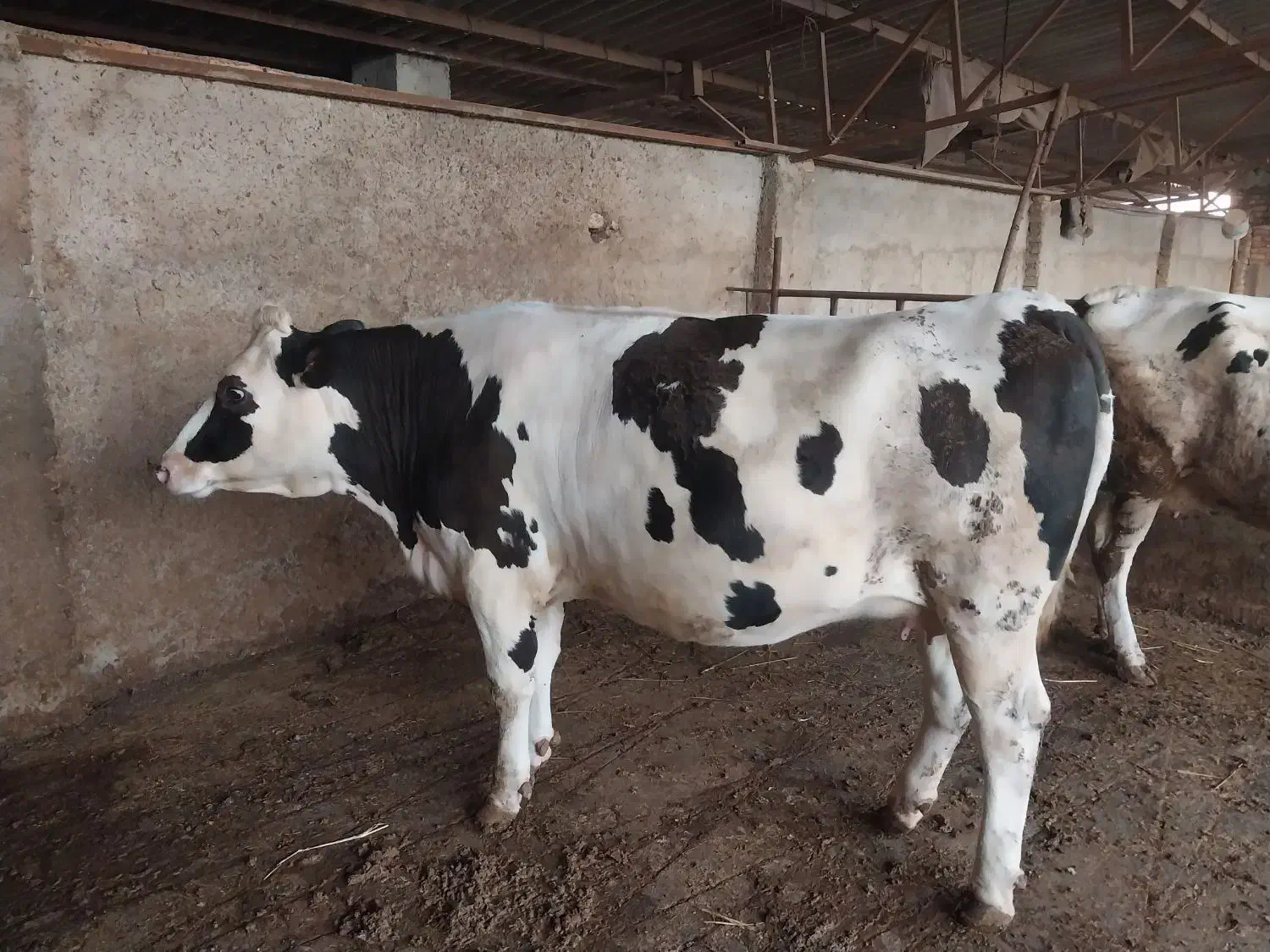 تلیسه تازه زا|حیوانات مزرعه|گرگان, |دیوار