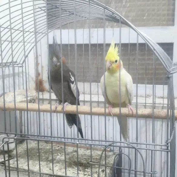 عروس هلندی|پرنده|یزد, |دیوار