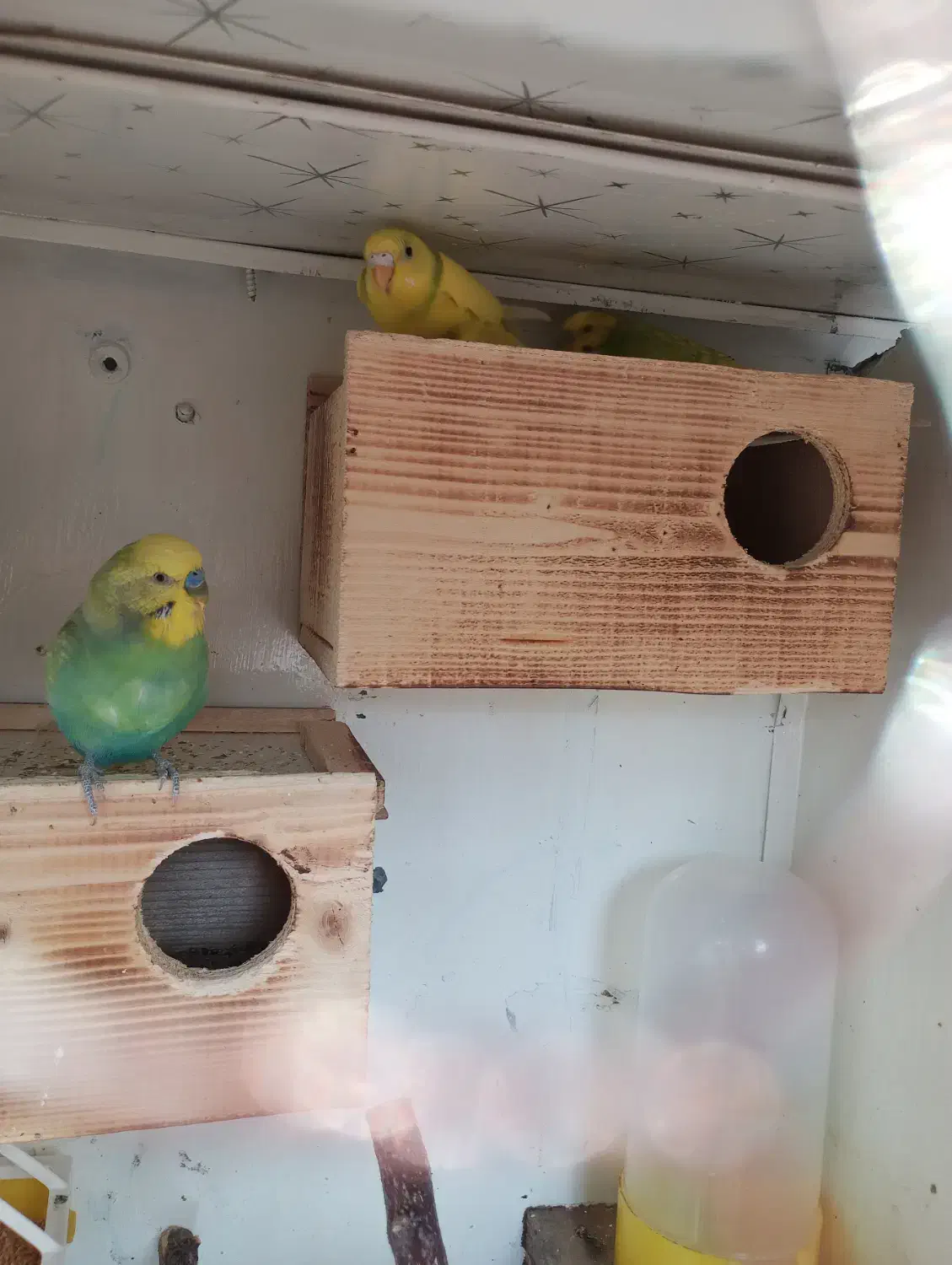 لانه مخصوص مرغ عشق و فنچ برای تخم گذاری|لوازم جانبی حیوانات|گلوگاه بابل (گلیا), |دیوار