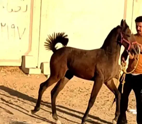 کره مادیان شجره یک|اسب و تجهیزات اسبسواری|صحنه, |دیوار