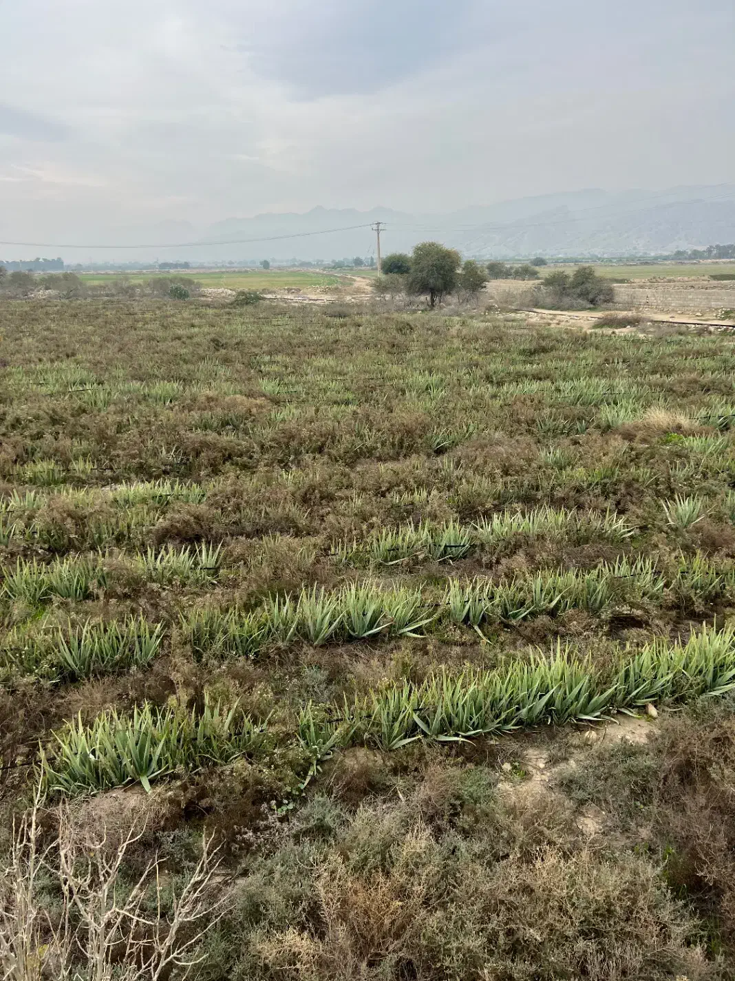 فروش آلوئه ورا|گل و گیاه طبیعی|لامرد, |دیوار