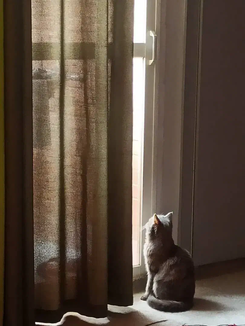 گربه اسکاتیش بریتیش|گربه|ابریشم, |دیوار