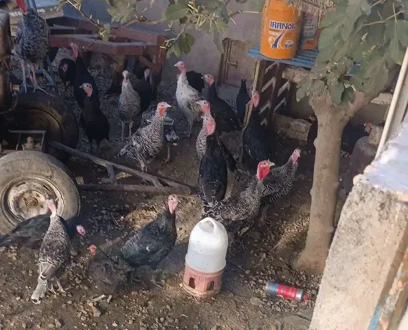 سی عدد بوقلمون نر و ماده|حیوانات مزرعه|بروجرد, |دیوار