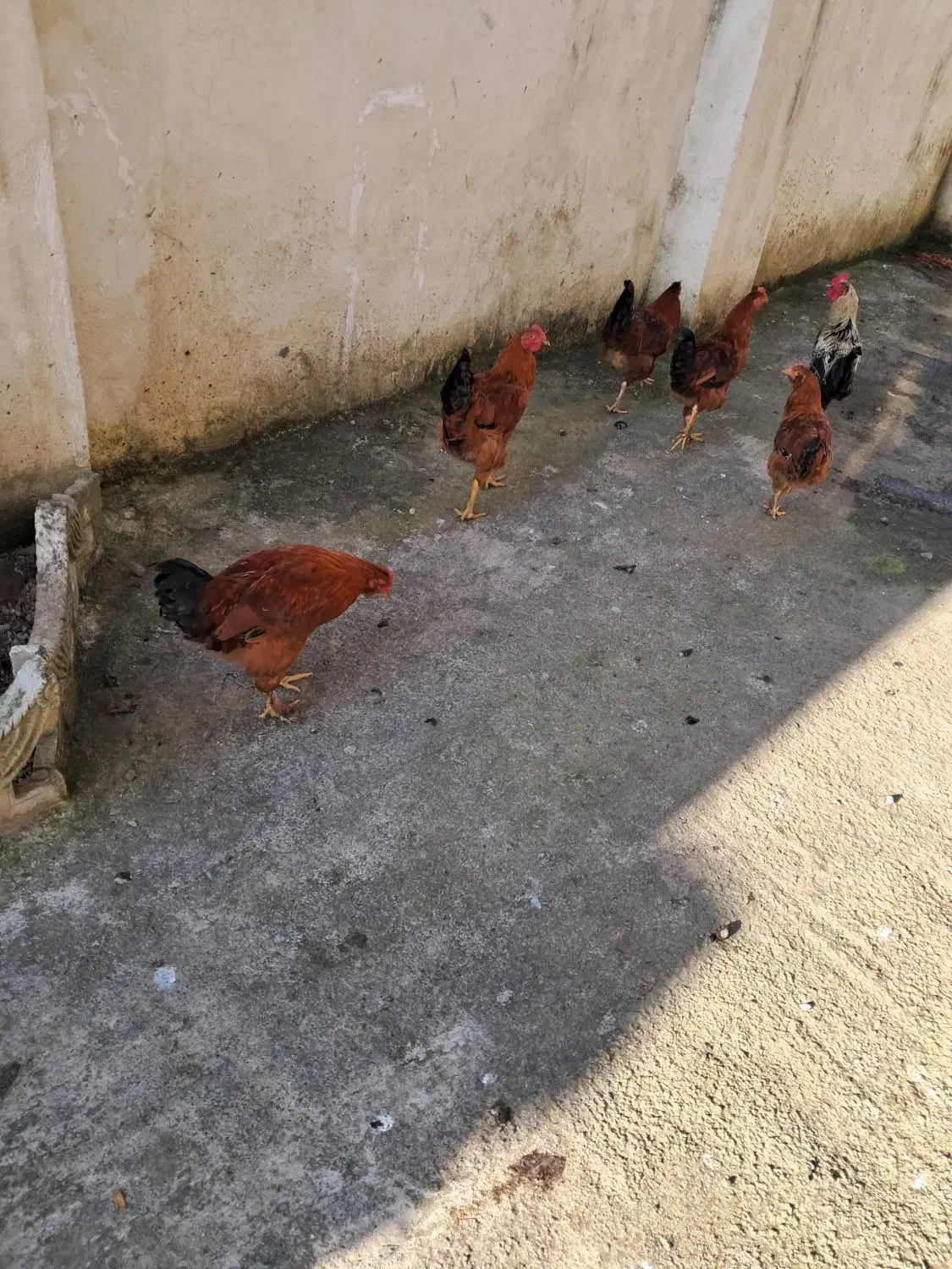 مرغ وخروس در فومن|حیوانات مزرعه|رشت, یخسازی|دیوار