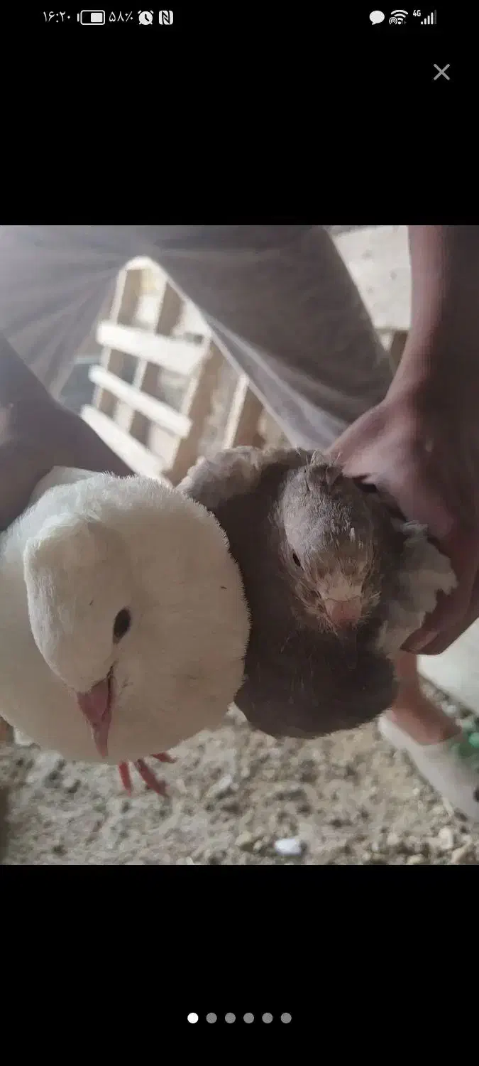 کبوتر|پرنده|تفت, |دیوار