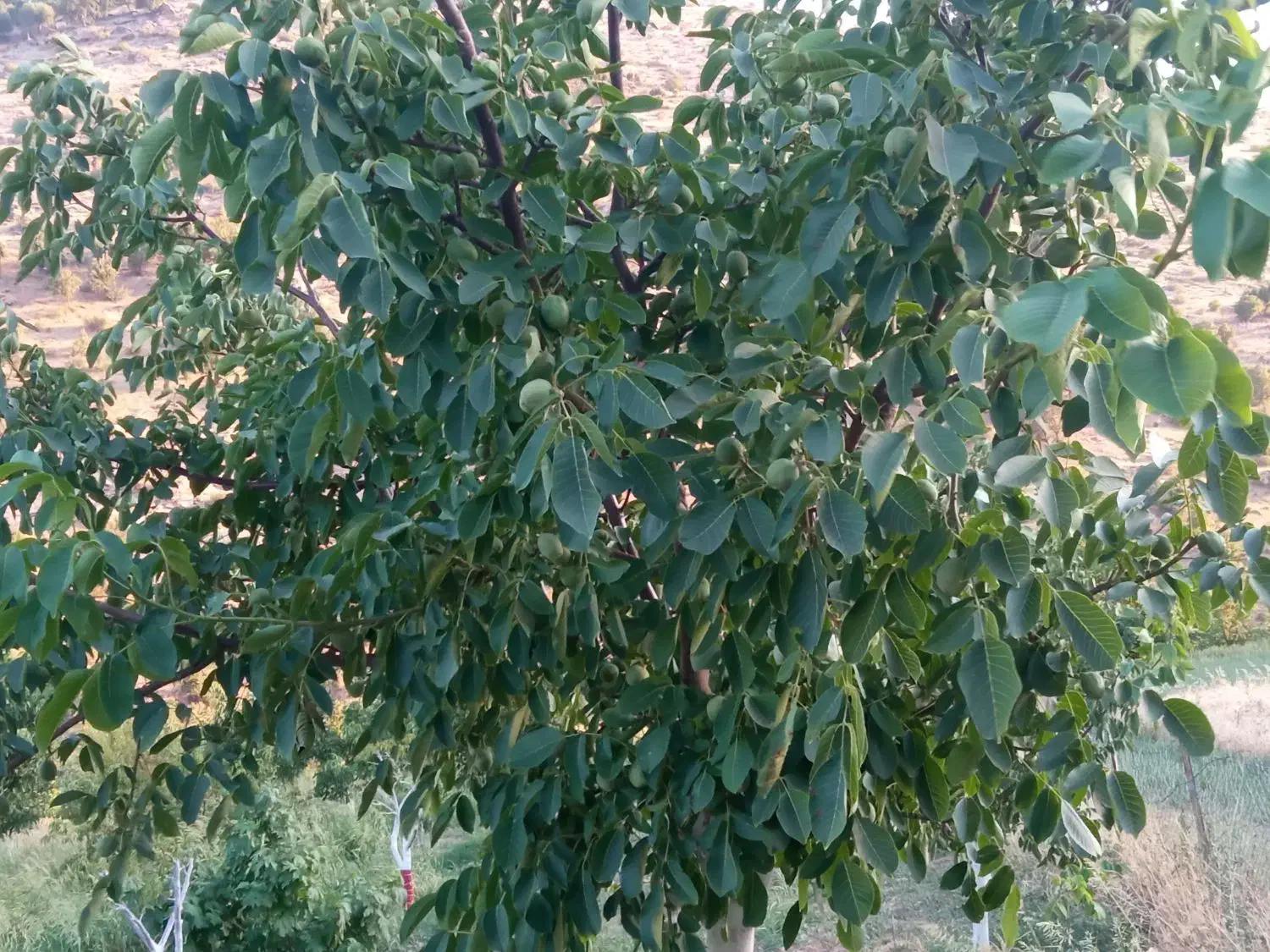 فروش باغ گردوی پیوندی به ثمر رسیده|فروش دفتر صنعتی، کشاورزی، تجاری|نمشیر, |دیوار