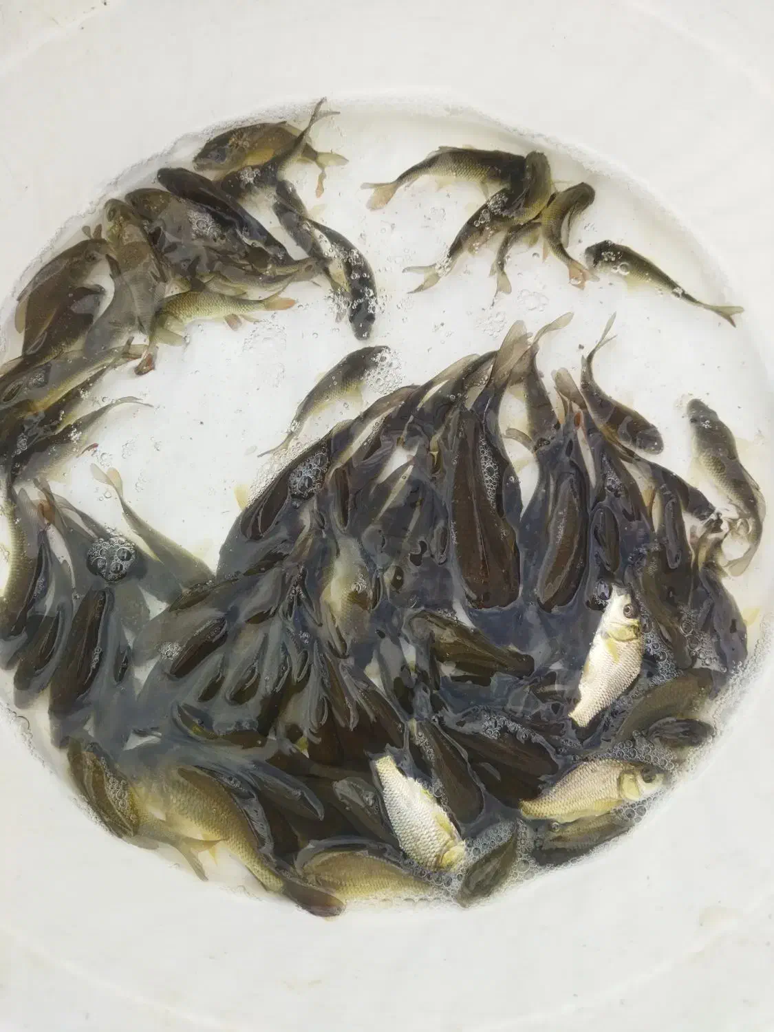 کپور ،امور|عمدهفروشی|اهواز, آریاشهر|دیوار