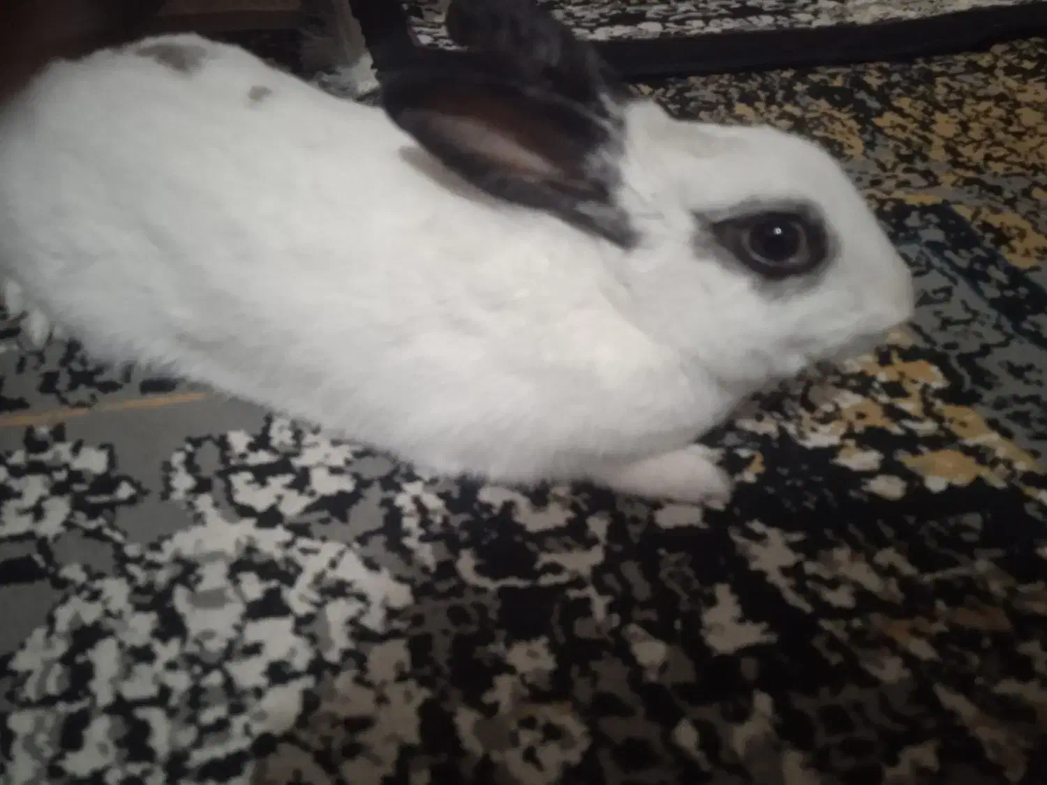 خرگوش باهوش|موش و خرگوش|زاهدان, |دیوار