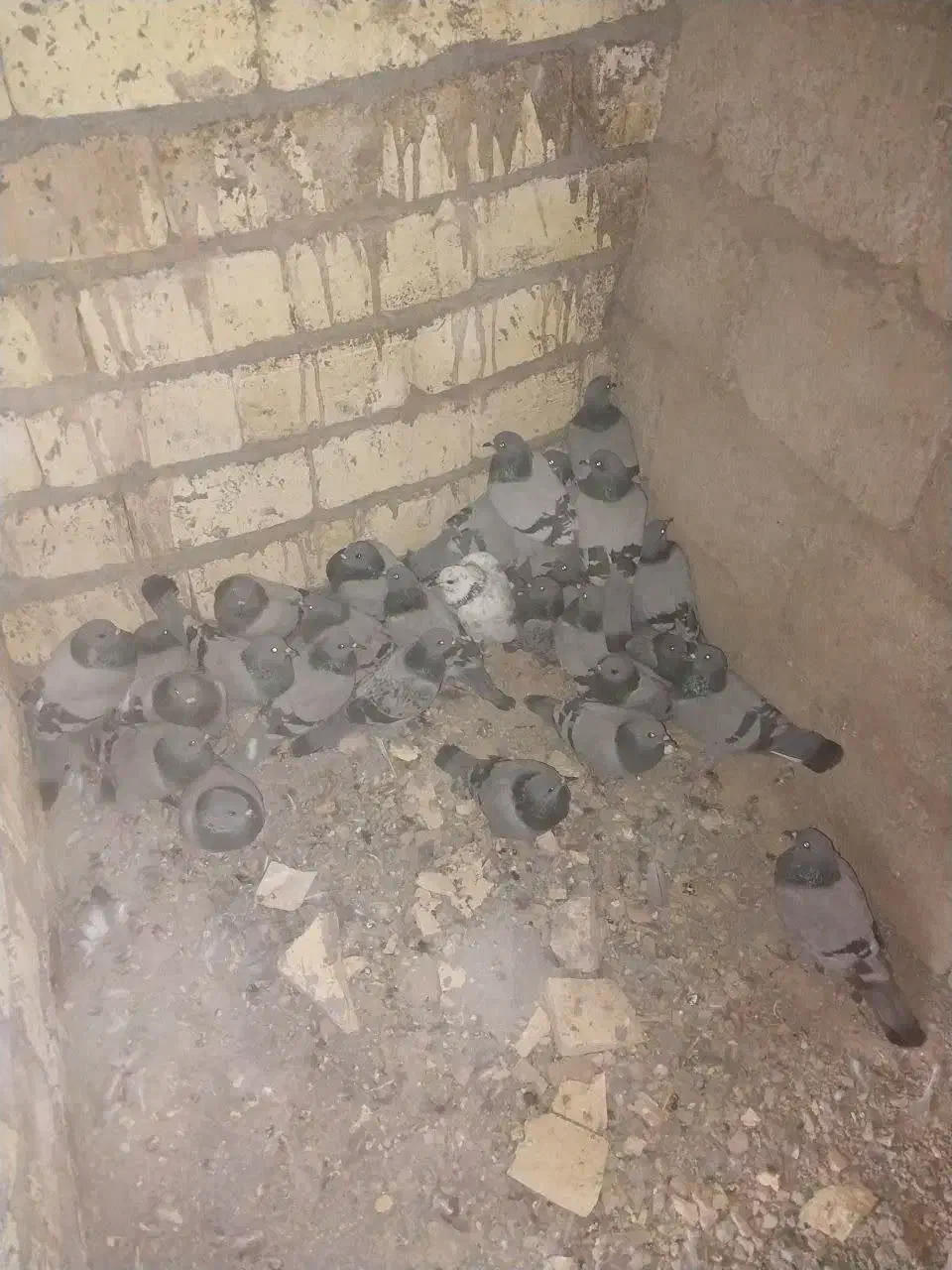 کفتر شکار|پرنده|اصفهان, محمودیه|دیوار