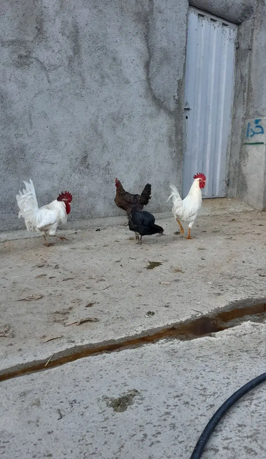 سالم خروس|حیوانات مزرعه|سیلاخور, |دیوار