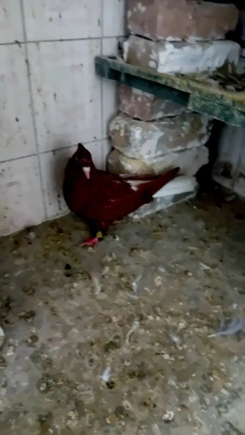 کبوتر|پرنده|سیلاخور, |دیوار