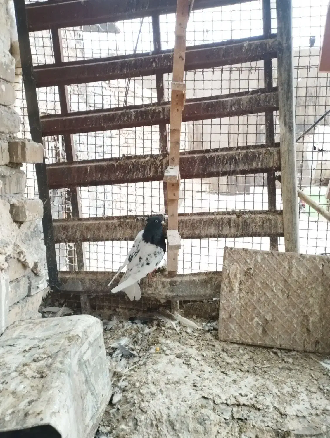 کبوتر کله سیاه|پرنده|دزفول, |دیوار