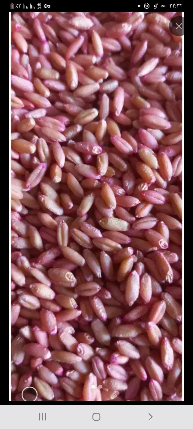 گندم دیم رقم صدرا و سرداری ۲ تن|عمده‌فروشی|حسین آباد, |دیوار