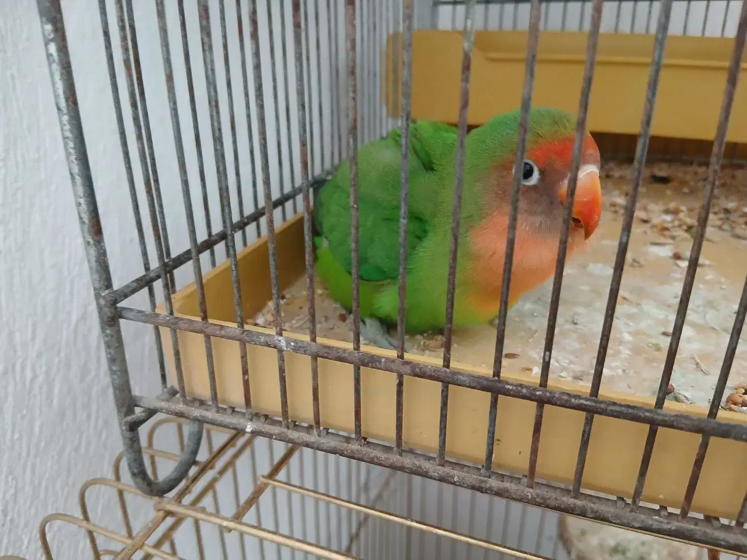 3عدد طوطی|پرنده|سنقر, |دیوار