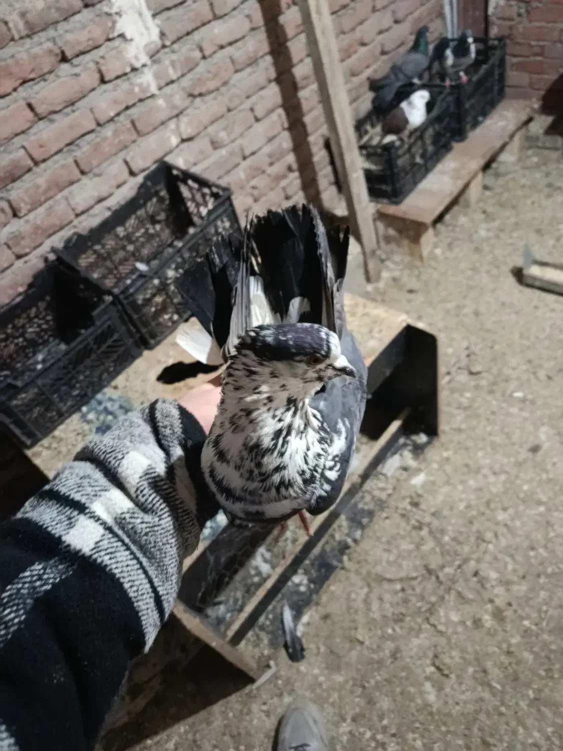 کبوتر|حیوانات|نقده, |دیوار