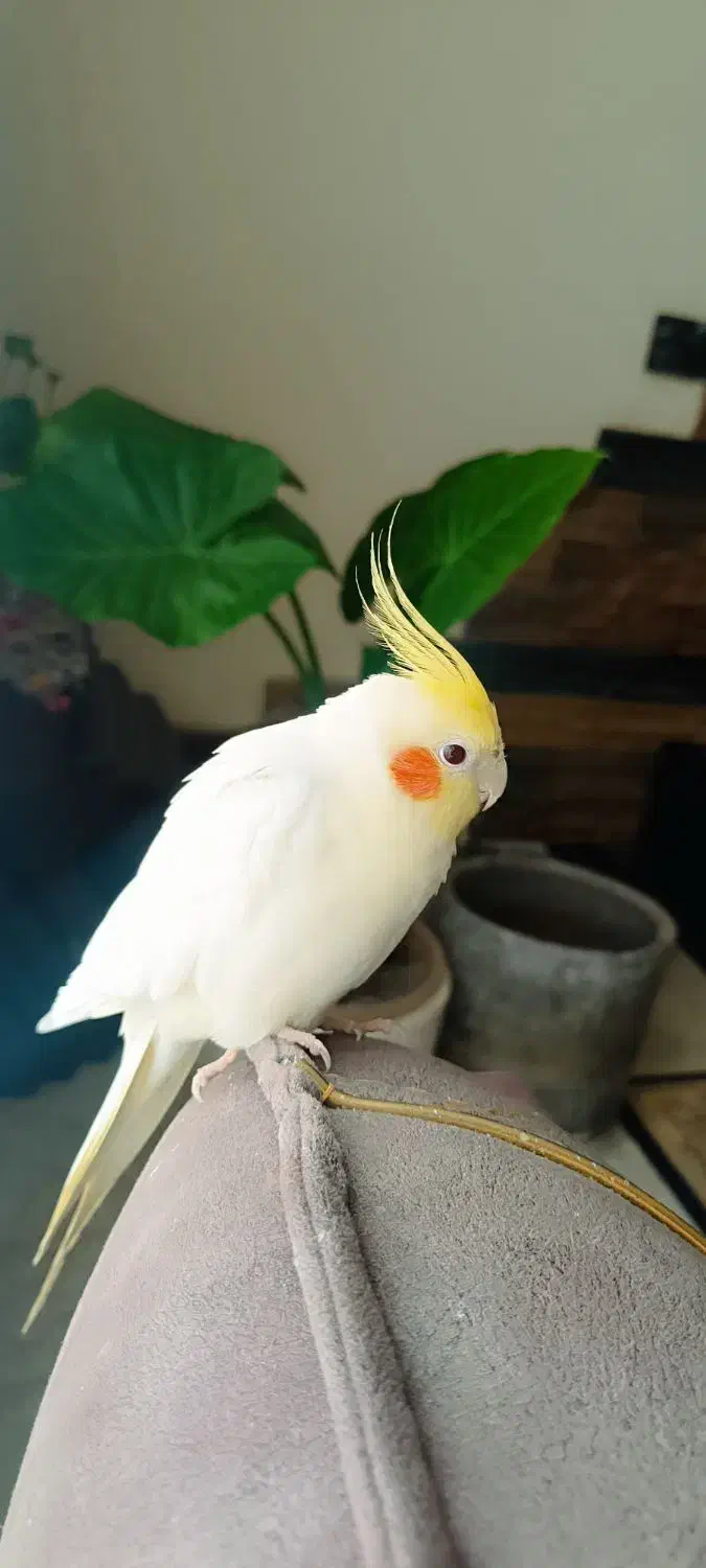 طوطی هلندی زرنگ و اهلی|پرنده|آستارا, |دیوار