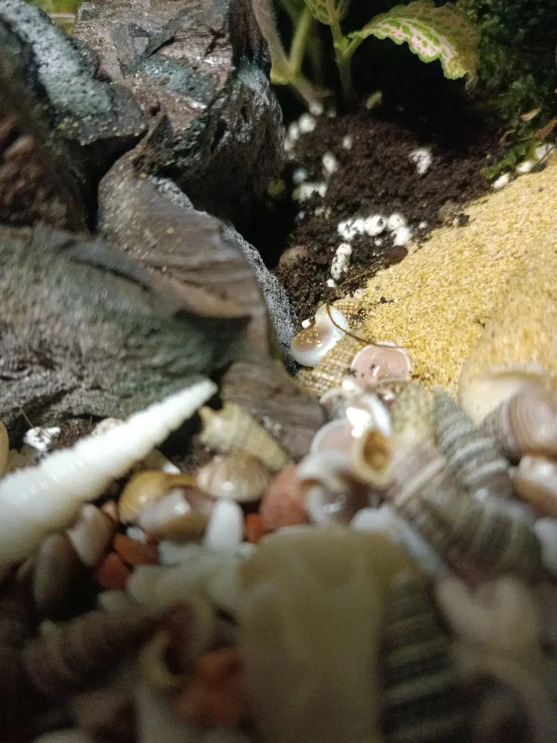 تراریوم|گل و گیاه طبیعی|قرچک, شهرک گلها|دیوار