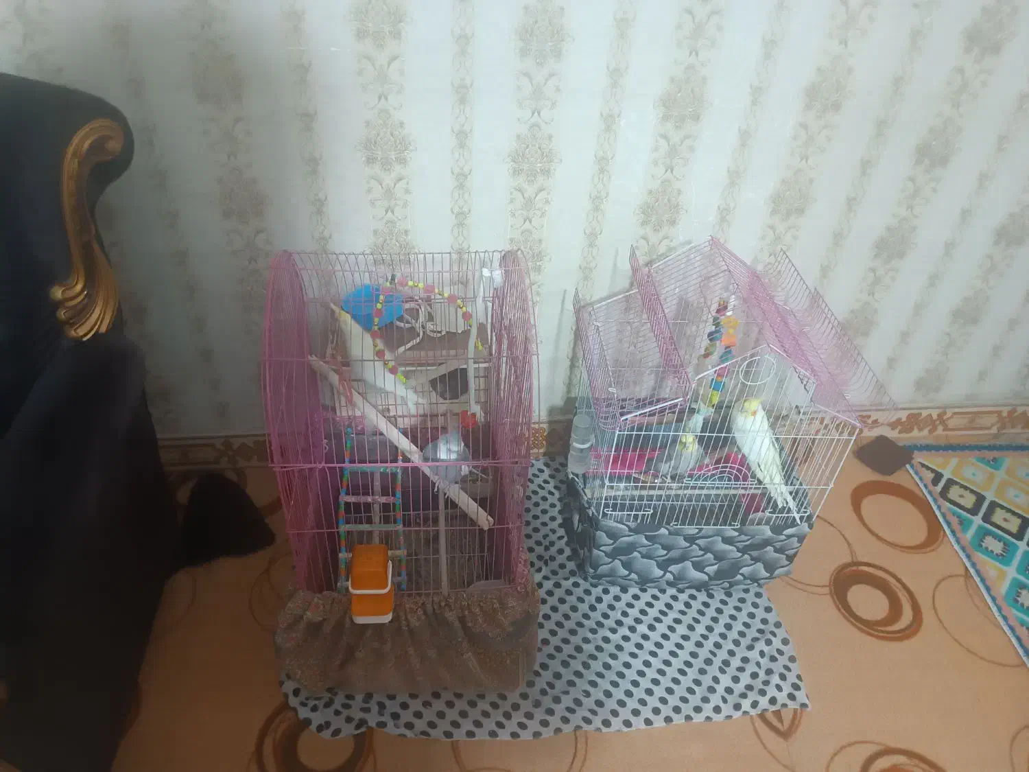 دو جفت عروس هلندی|پرنده|قدس, شهر‌قدس|دیوار