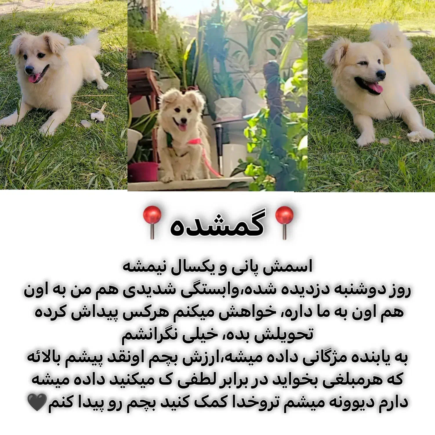 سگ گمشده|حیوانات|گلپایگان, |دیوار