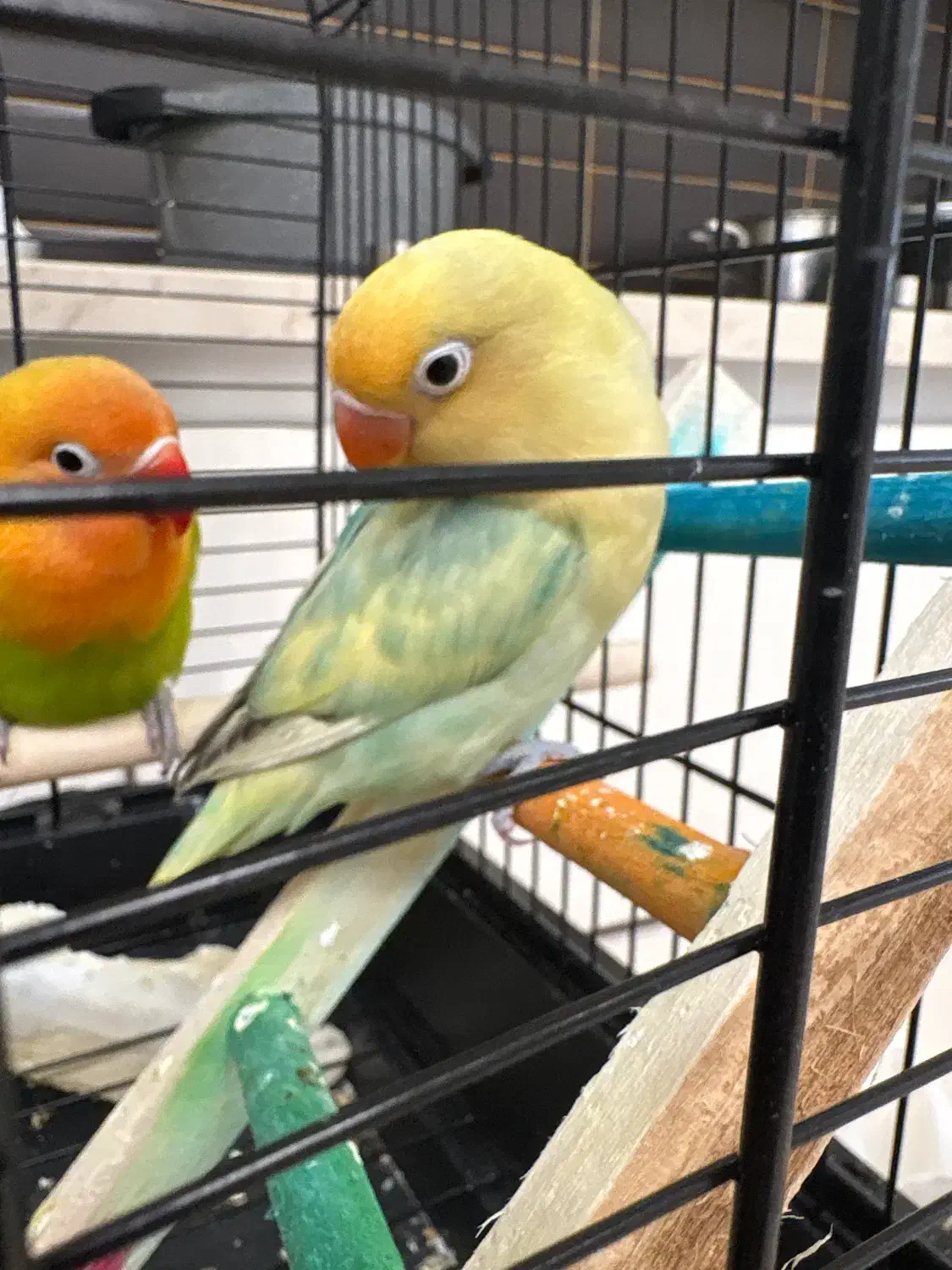 طوطی برزیلی پاربلو|پرنده|تهران, الهیه|دیوار