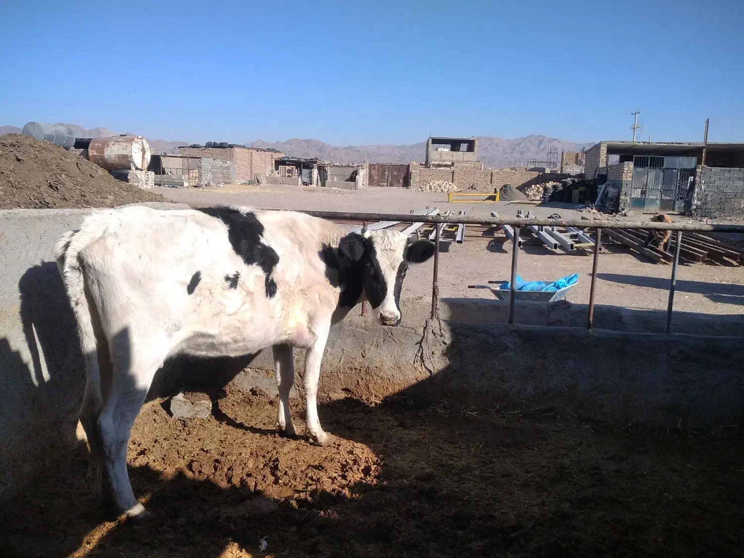 گاو با گوساله ی ماده|حیوانات مزرعه|بیرجند, |دیوار