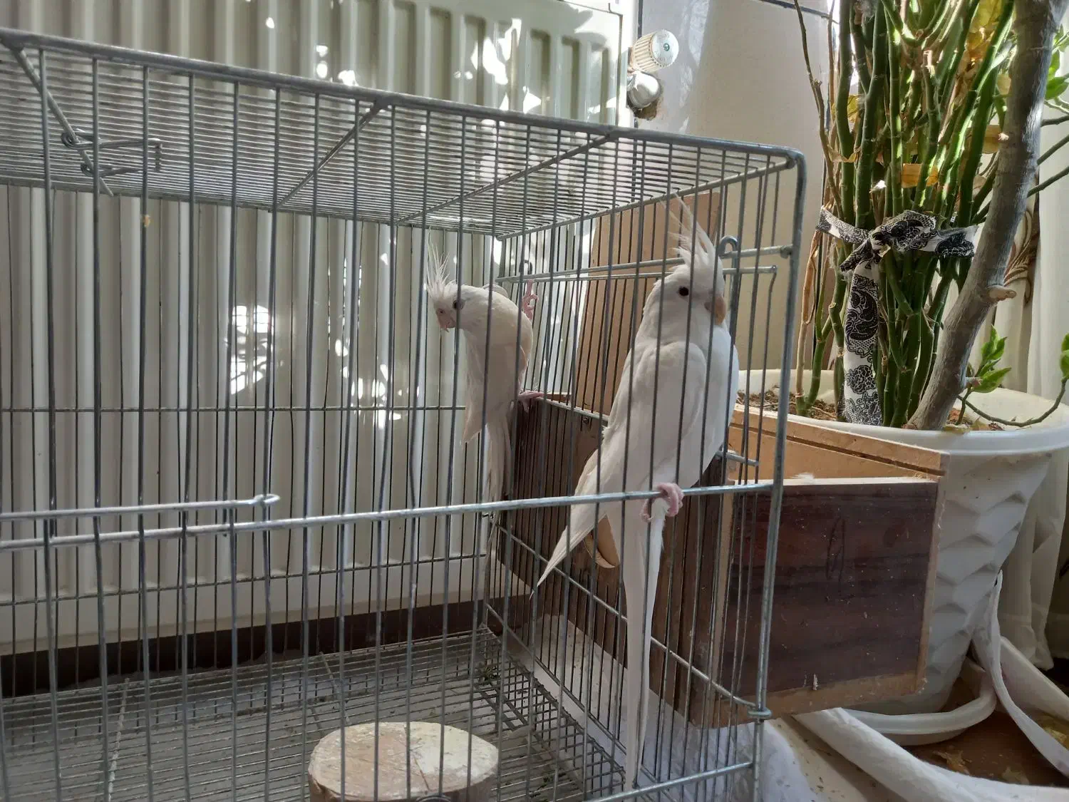 عروس هلندی|پرنده|نجفآباد, شیخ بهایی|دیوار