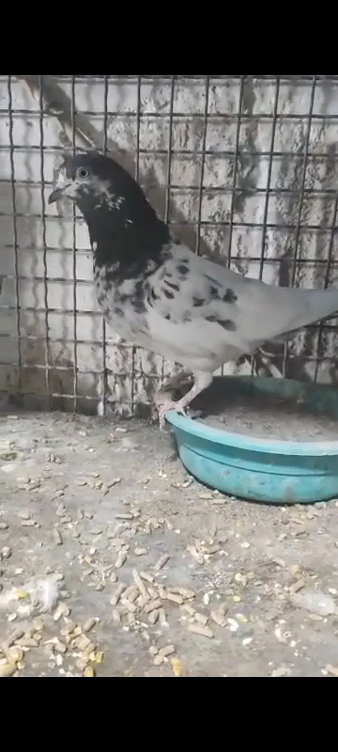 کفترکله ای تیدی|پرنده|خاش, |دیوار