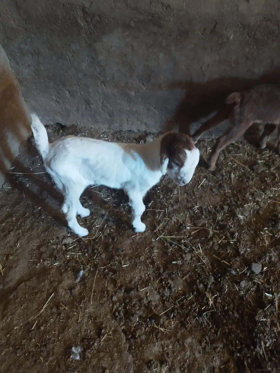 بزغاله ماده  تازه شد جنس عالی|حیوانات مزرعه|پیشخور, |دیوار