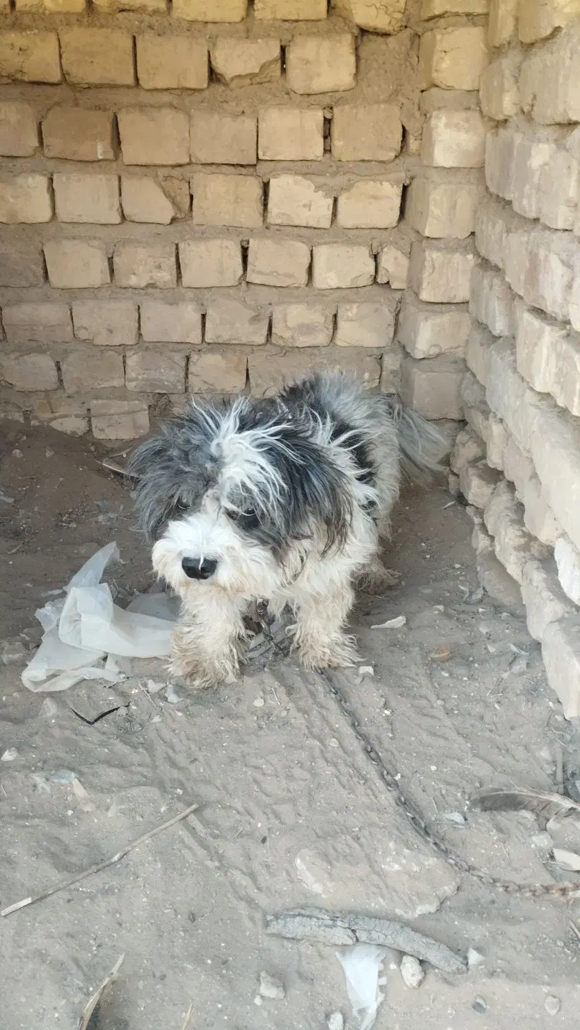 سگ پاکوتاه پشمالو نر|سگ|کاشان, کارگر|دیوار