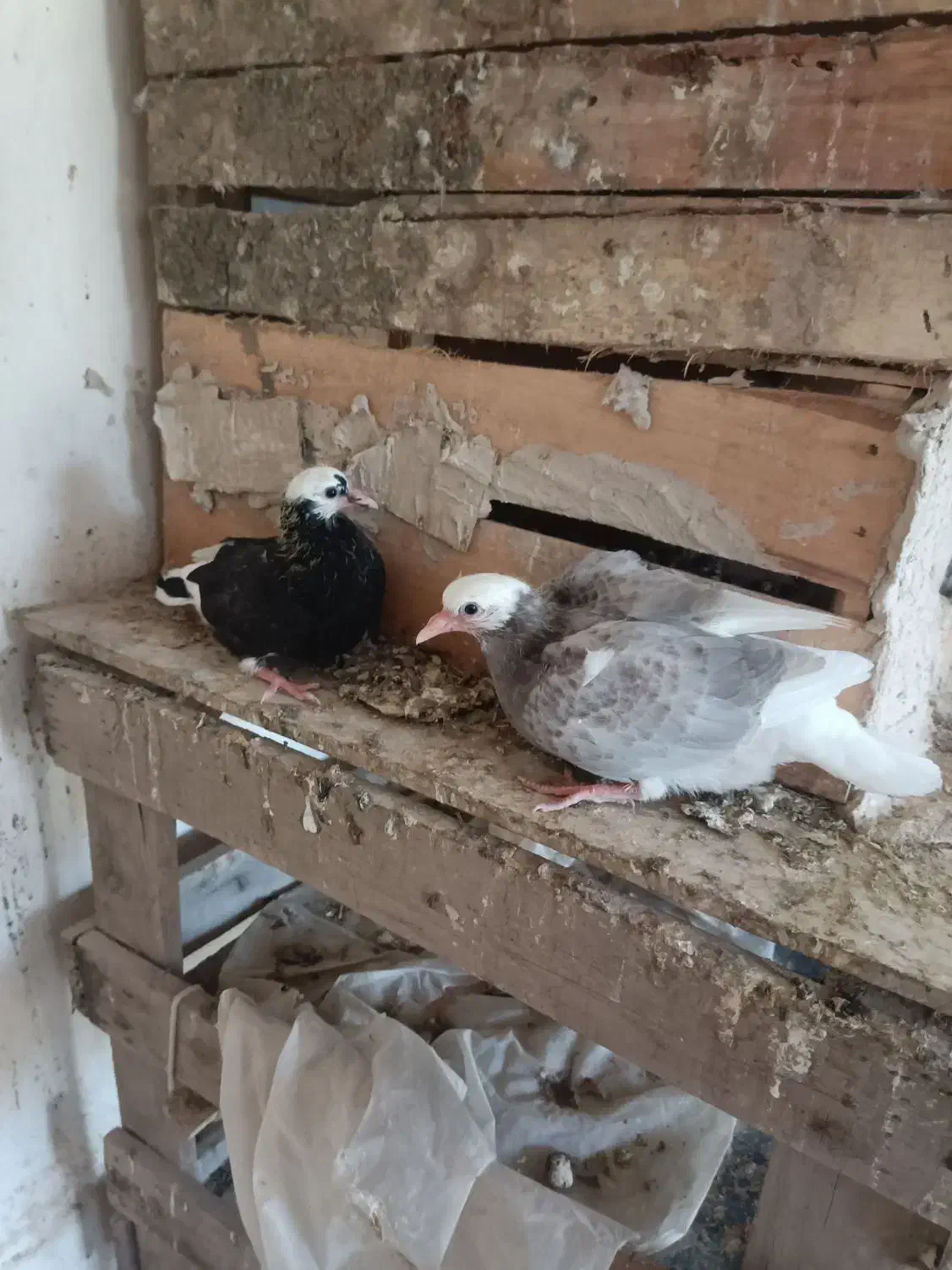 ۱۶ عدد کفتر پریشی|پرنده|شهریار, دهشاد بالا|دیوار