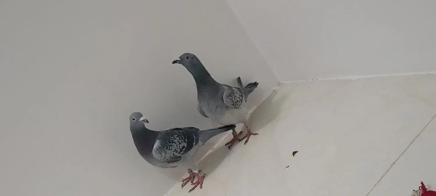 زاجر|حیوانات|یزد, |دیوار