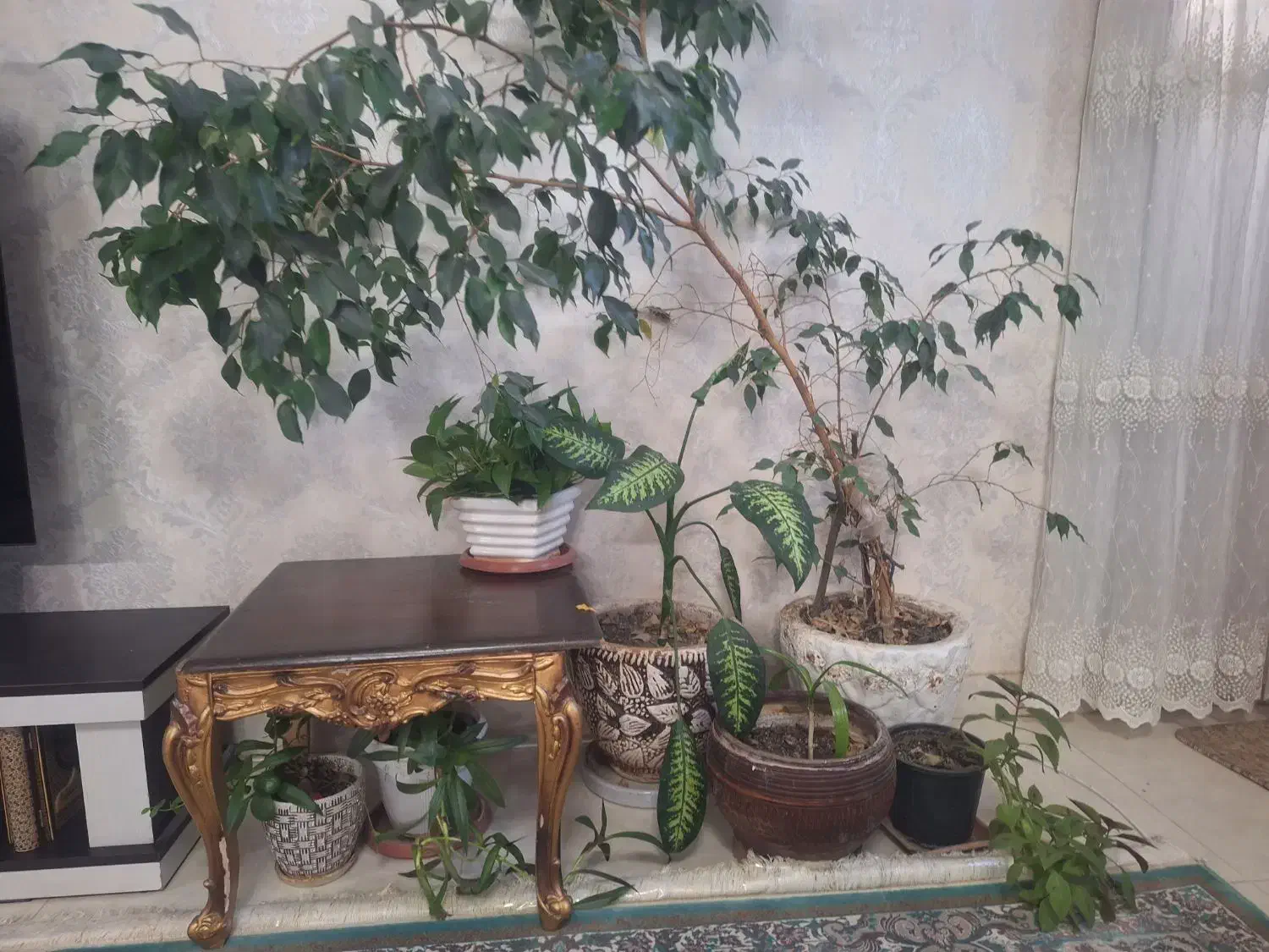 گل طبیعی خانگی|گل و گیاه طبیعی|شیراز, شهرک بزین|دیوار