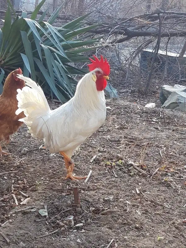 خروس و مرغ|حیوانات مزرعه|تهران, صادقیه|دیوار