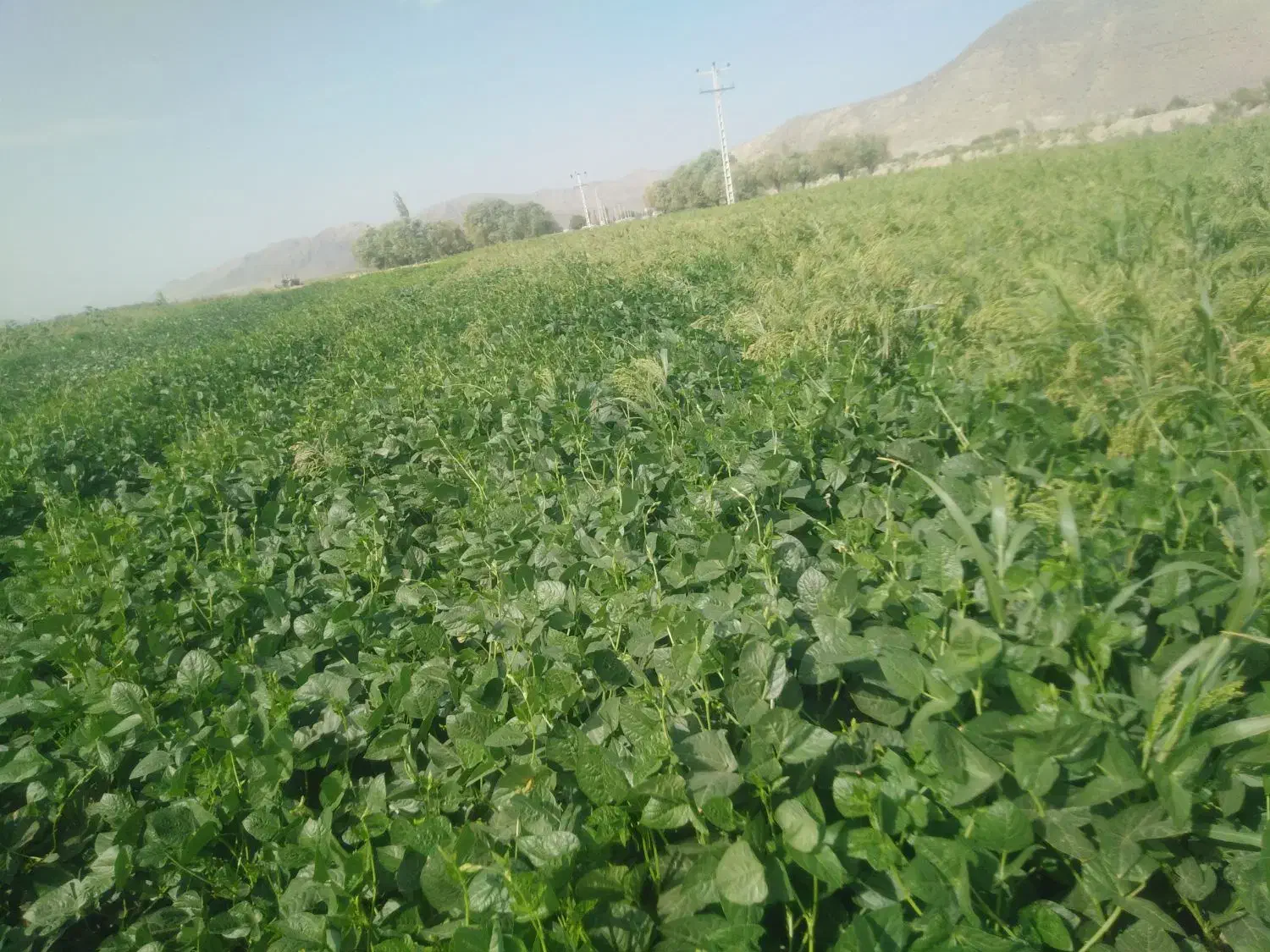 جو فروشی هم محلی هم عشایری|لوازم جانبی حیوانات|جیرفت, |دیوار