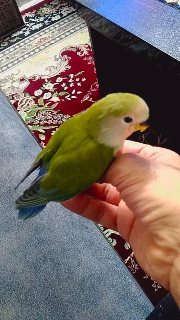 طوطی برزیلی|پرنده|اصفهان, منتظرالمهدی|دیوار