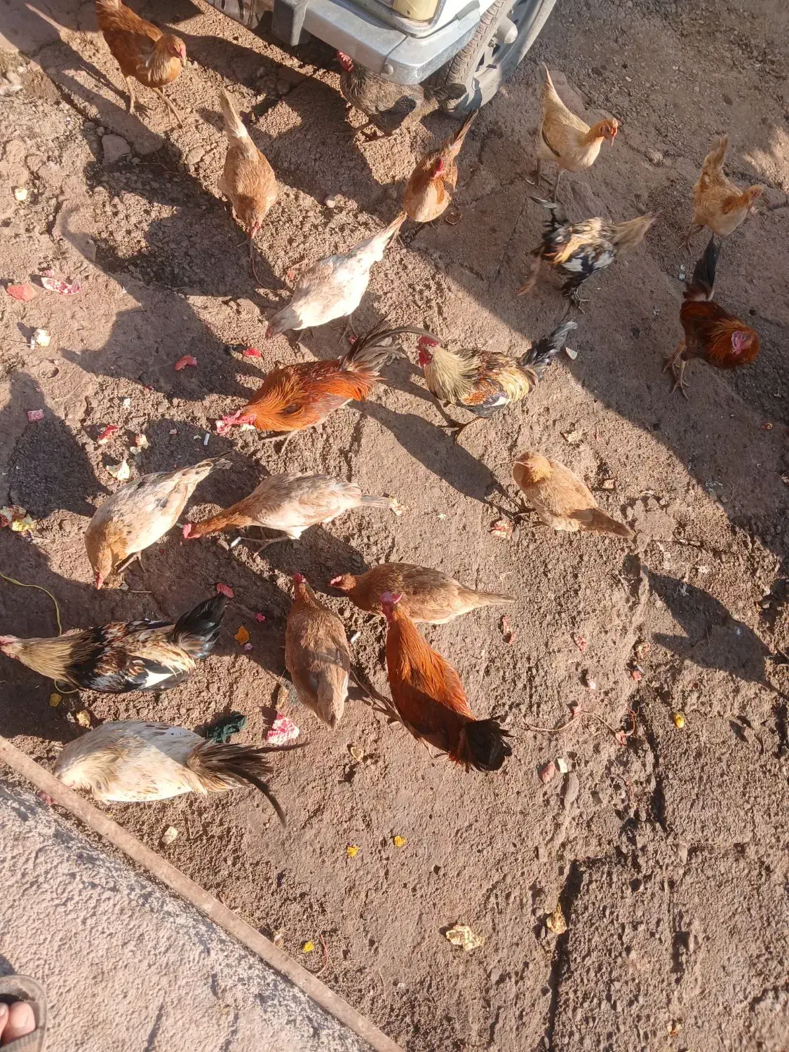 خروس محلی ۱۰ عدد|حیوانات مزرعه|ویسیان, |دیوار