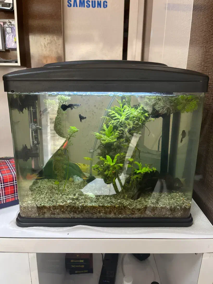 اکواریوم|ماهی|رشت, آزادگان|دیوار