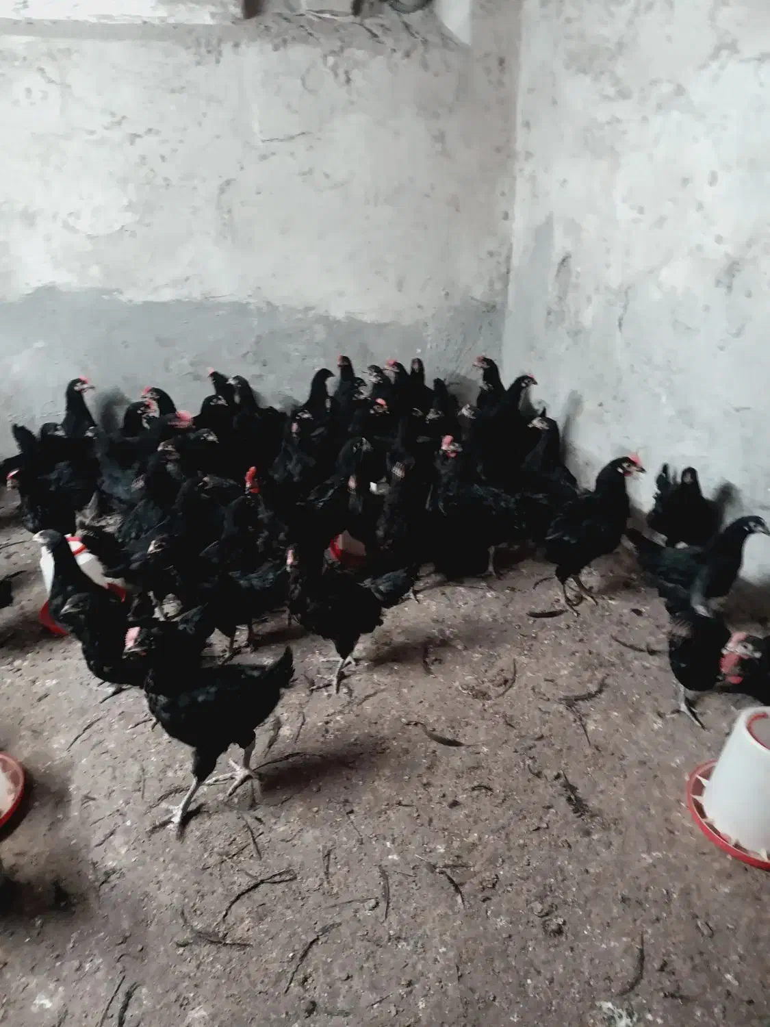 نیمچه مرغ تخمگذار 4 ماهه استرالوپ|حیوانات مزرعه|شاهین‌شهر, حافظ جنوبی|دیوار