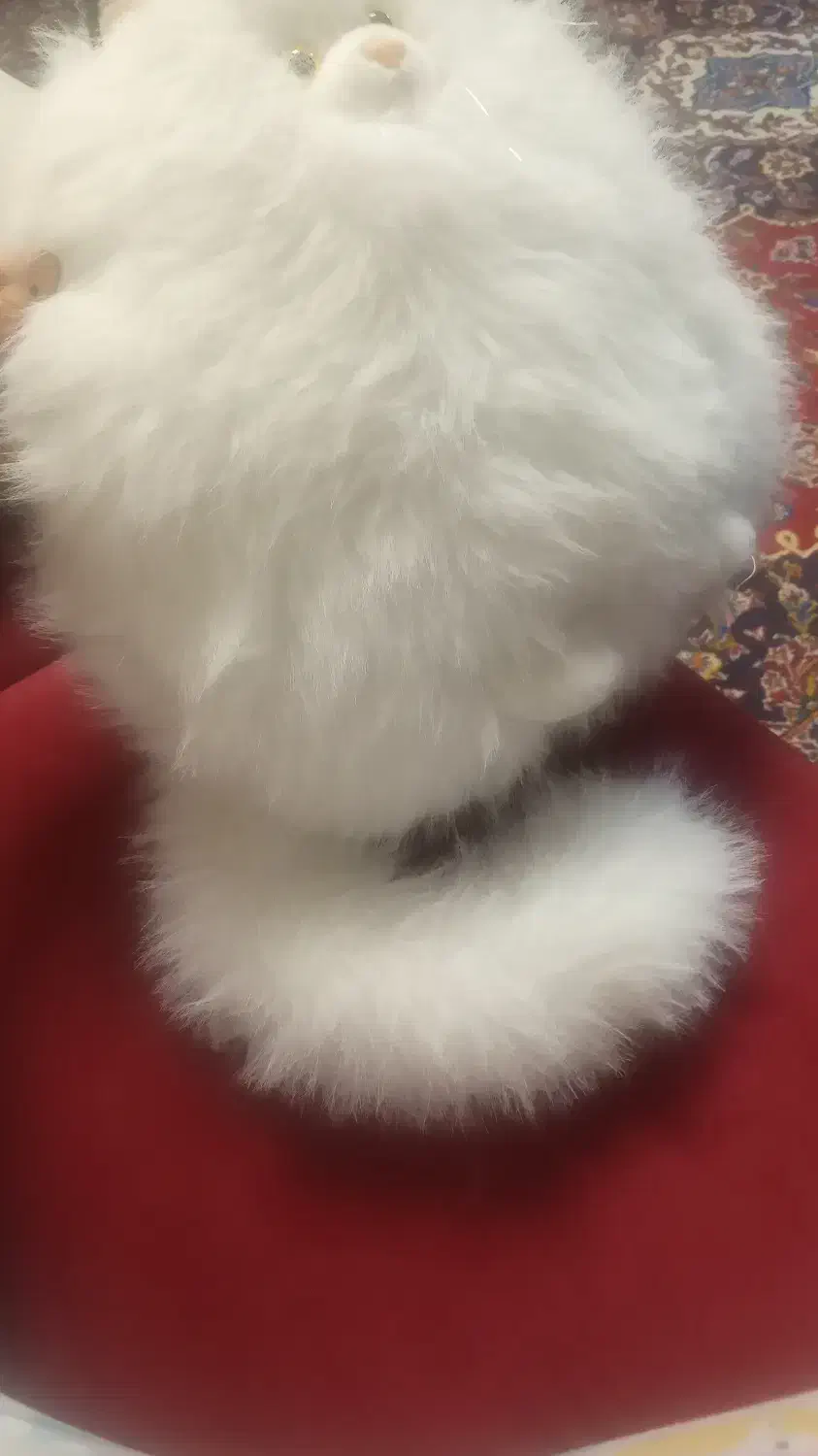 عروسک گربه|اسباببازی بچه|شیراز, فرهنگ شهر|دیوار