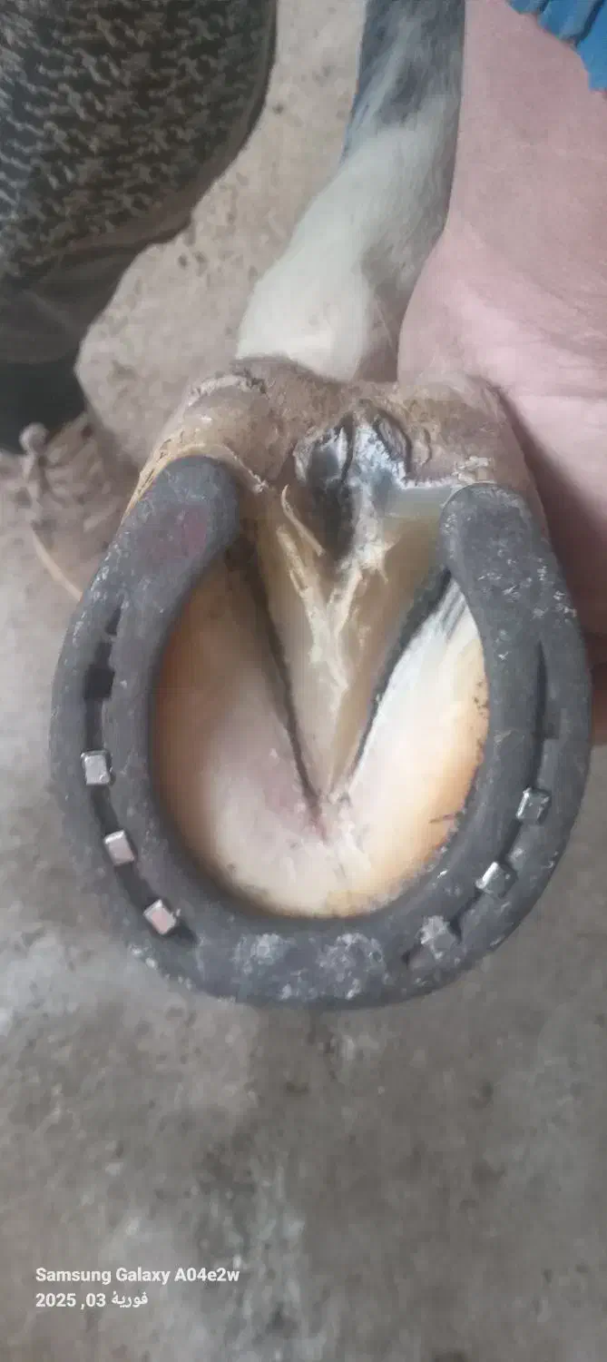 نعل بندی اسب .سرد و نعل داغ|اسب و تجهیزات اسبسواری|سنندج, |دیوار