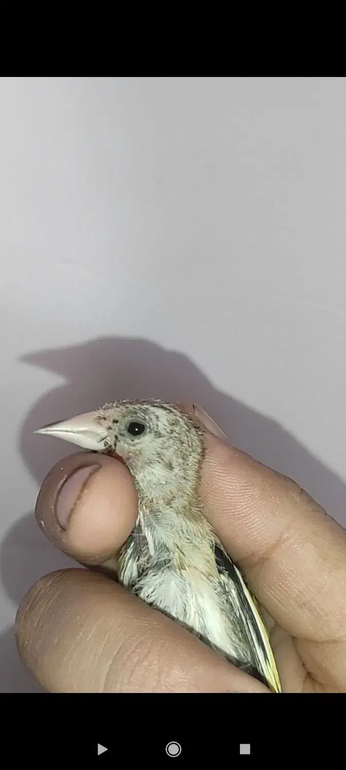 جوجه سهره|پرنده|کوهدشت, |دیوار