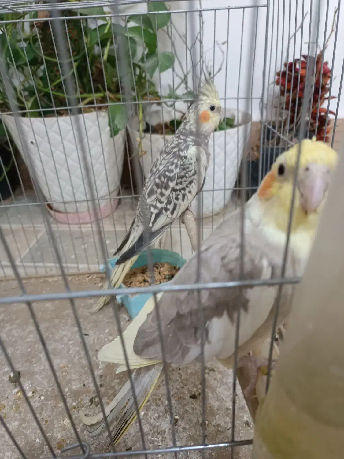 عروس هلندی|پرنده|دره شهر, |دیوار