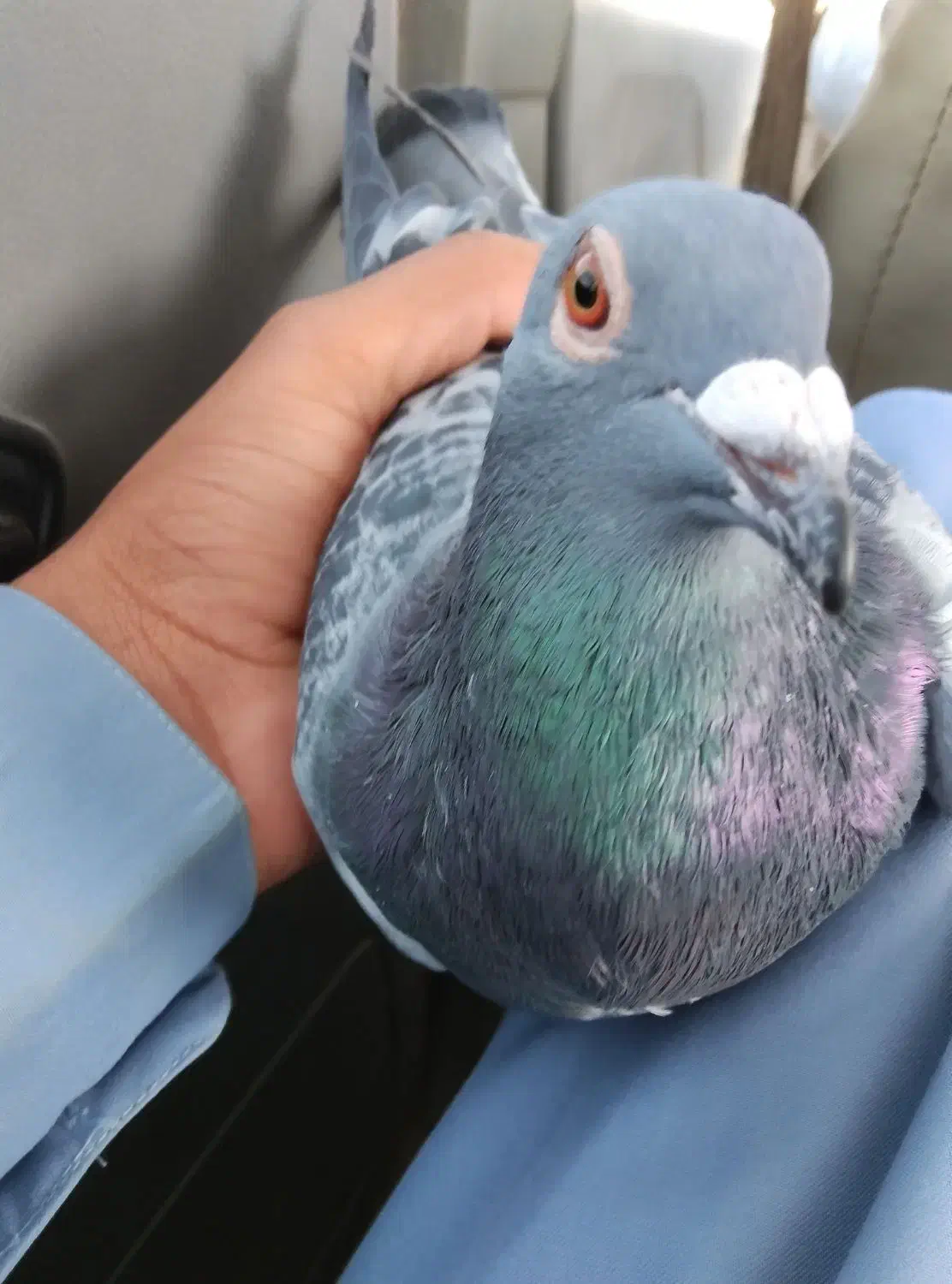 کبوتر ماده مگس|پرنده|کرباسک, |دیوار