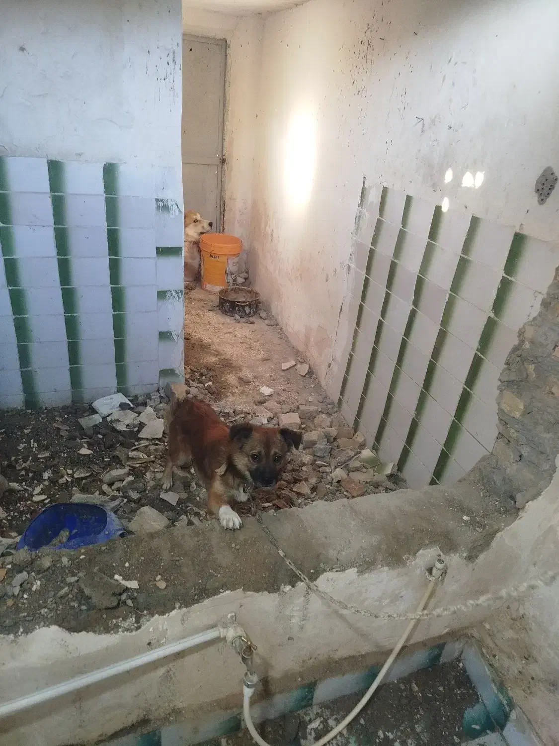 سگ پاکوتاه|سگ|گرگان, |دیوار