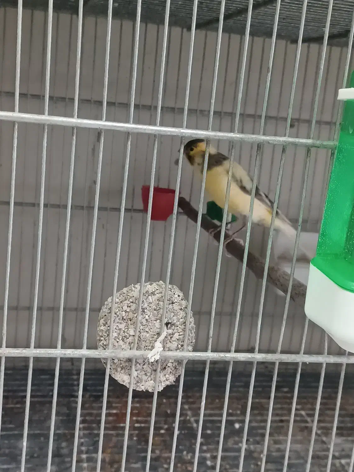 قناری نر|پرنده|پاکدشت, پاکدشت (مامازند)|دیوار