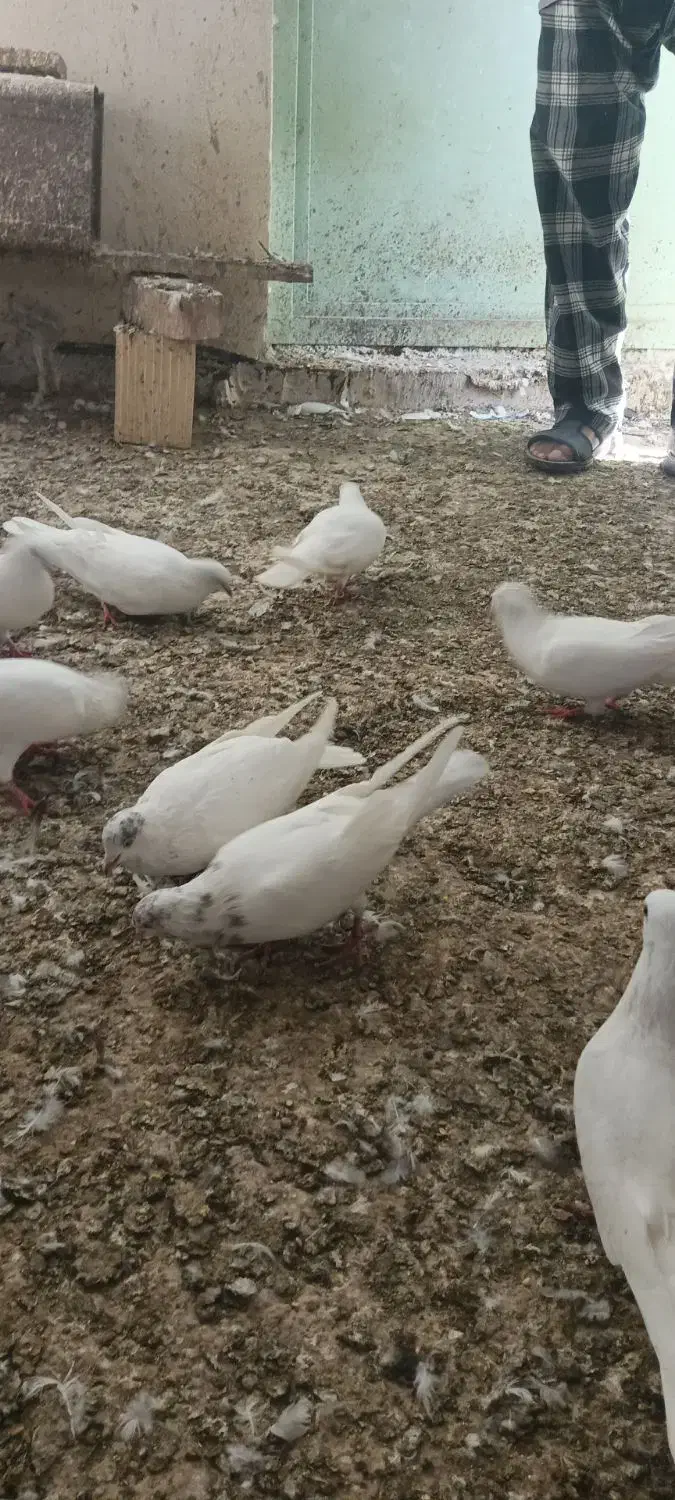 کبوتر پتی والا|پرنده|کنارک, |دیوار