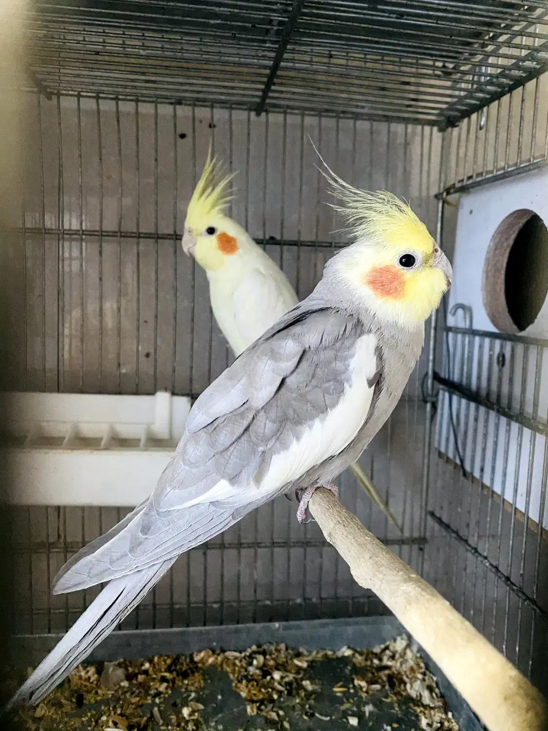 عروس هلندی|پرنده|مریوان, |دیوار