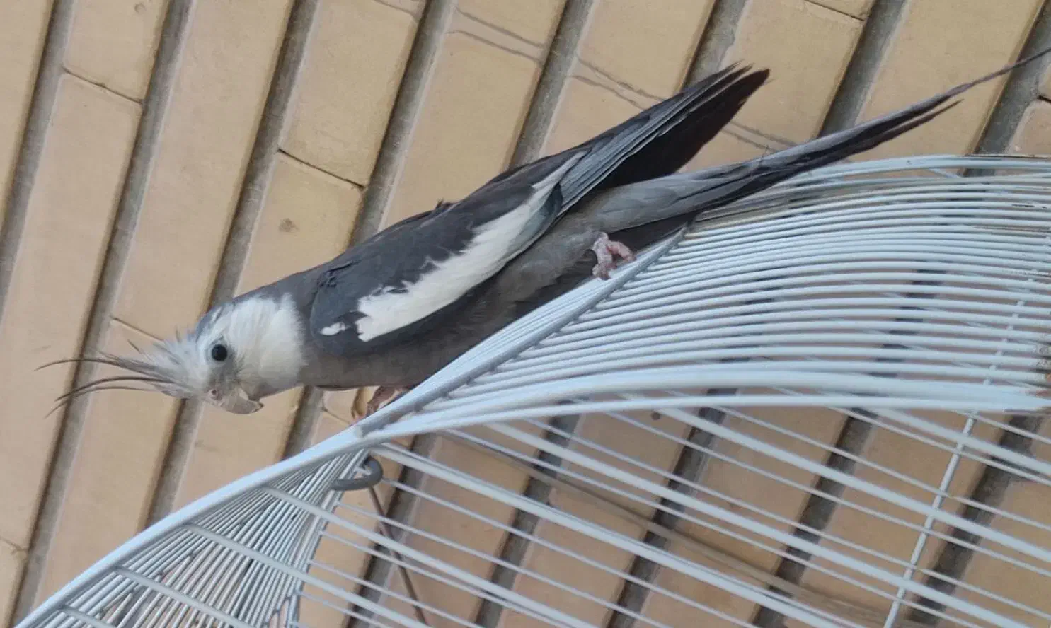 مرغ عروس|پرنده|کاشان, لتحر|دیوار