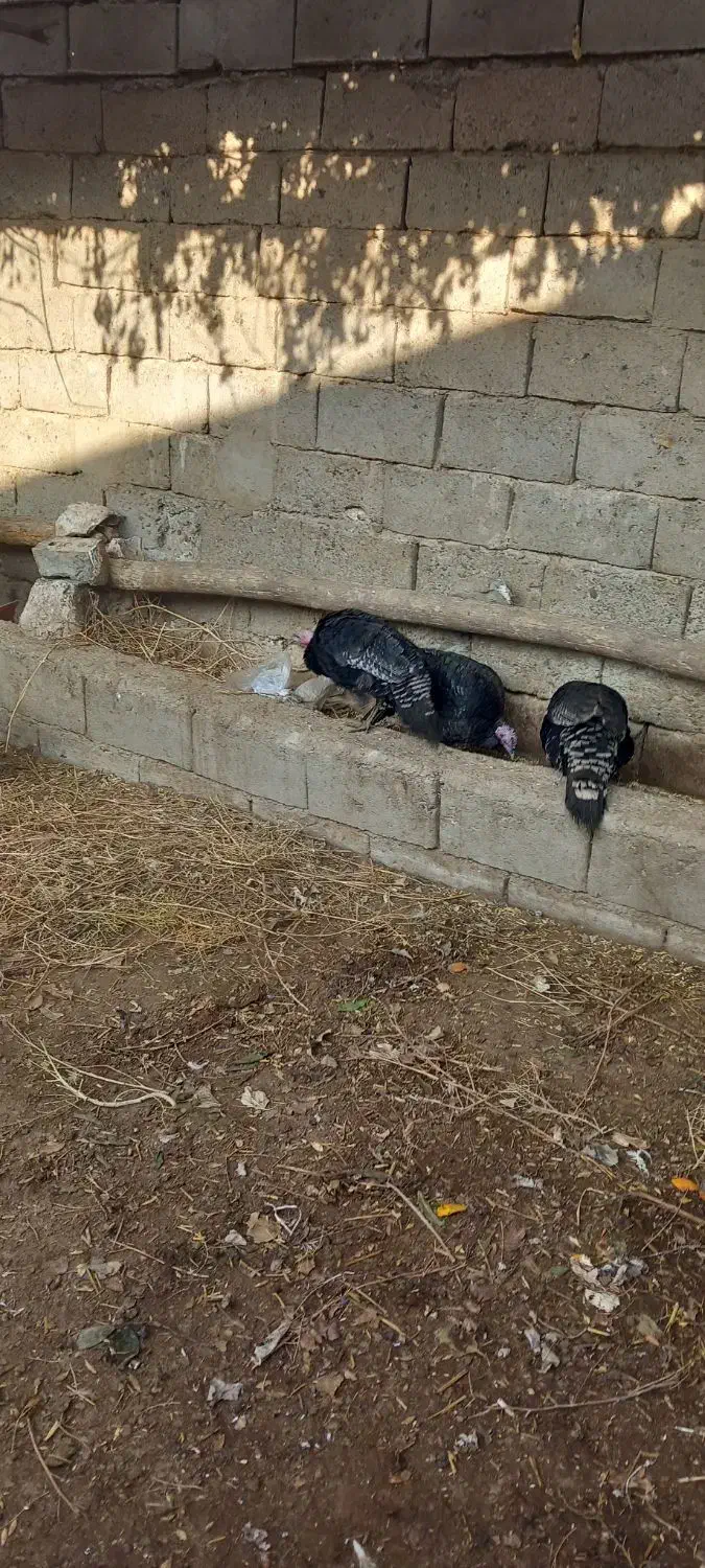 بوغقلمو|حیوانات مزرعه|لیلان, |دیوار