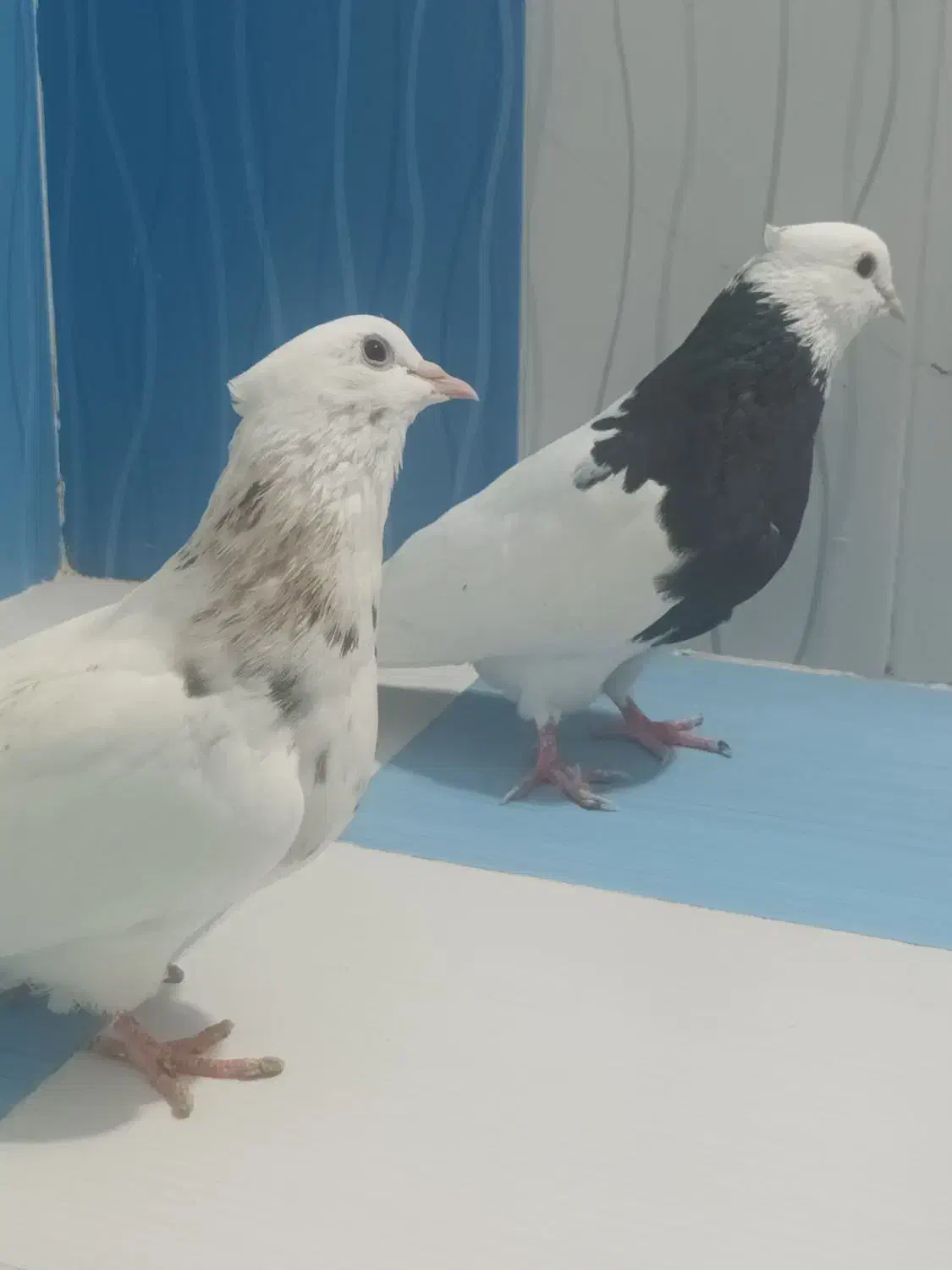 طوقی|پرنده|بهبهان, |دیوار